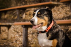 Mila Entlebucher - Berner Sennenhund